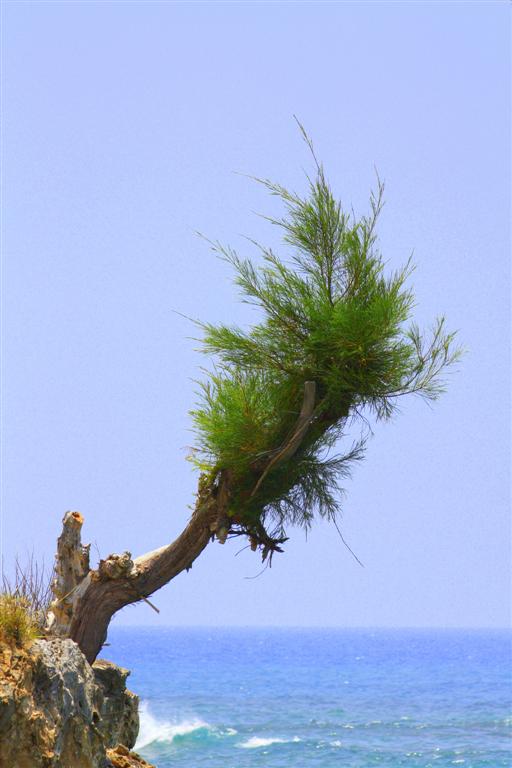 jenlen