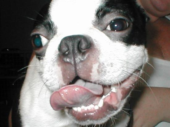 AMGBride2008