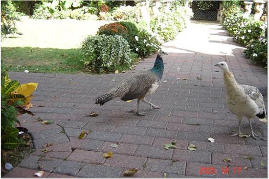 Gonnacatchapeacock