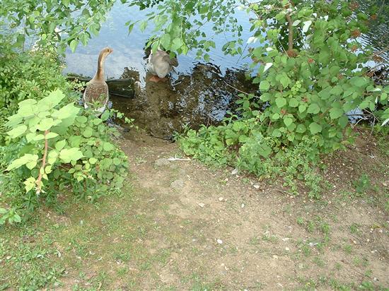 Swan06
