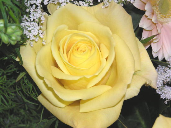 fiore76