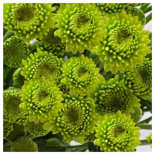 fiore76