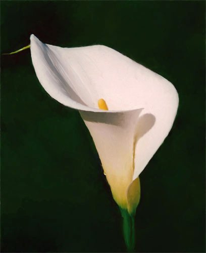fiore76