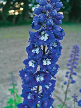 fiore76