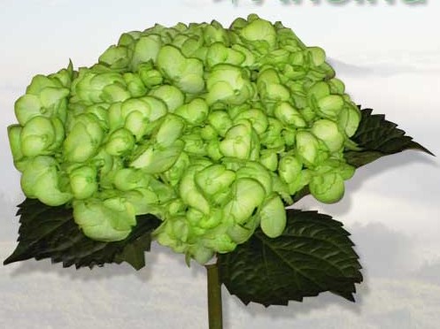 fiore76