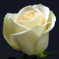 fiore76