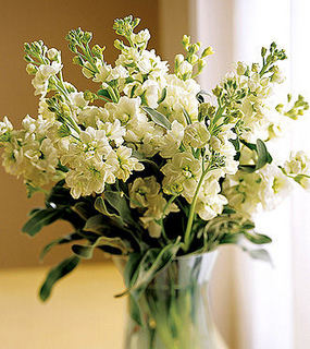 fiore76