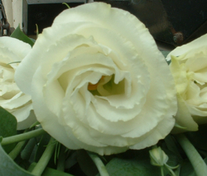 fiore76