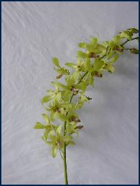 fiore76