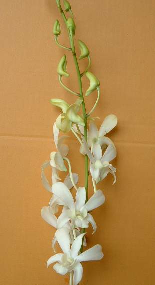 fiore76
