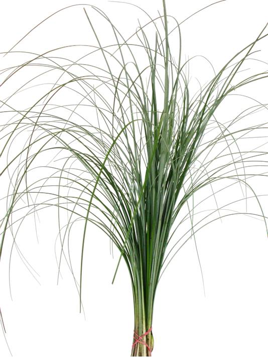fiore76