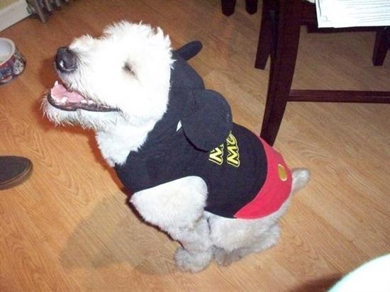 swcheppes