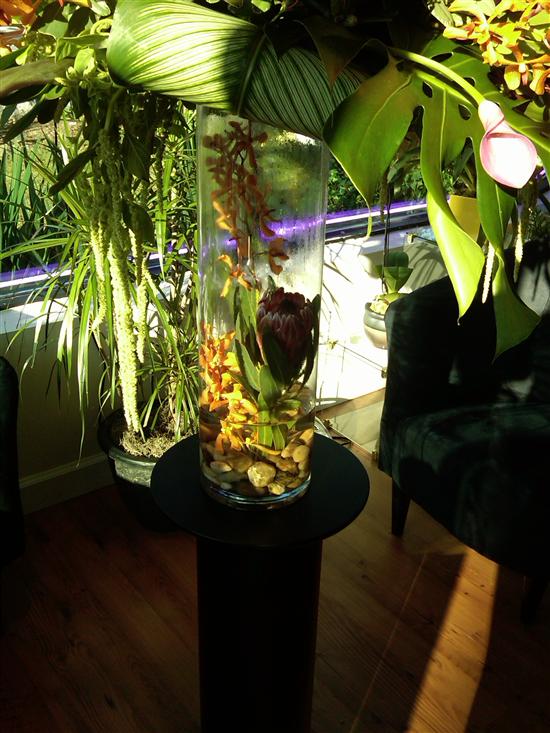 oktropical