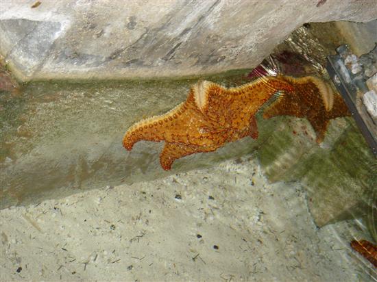 MrsMagoo