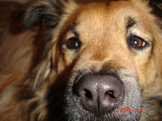 meniasta