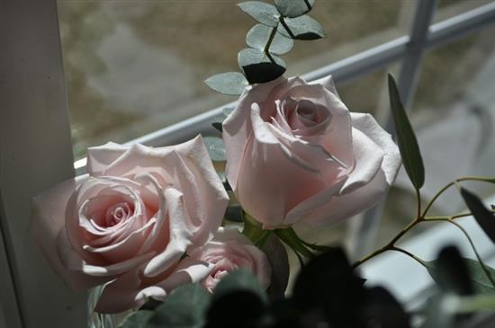 fdnybride163