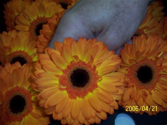 franksgirl323