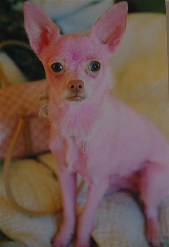 lolita4life