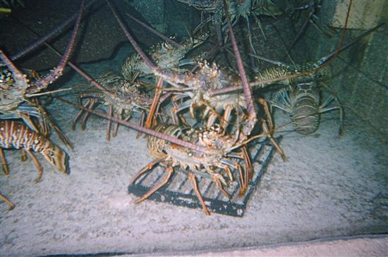 shellnroc