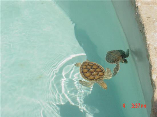 PATTYLAX