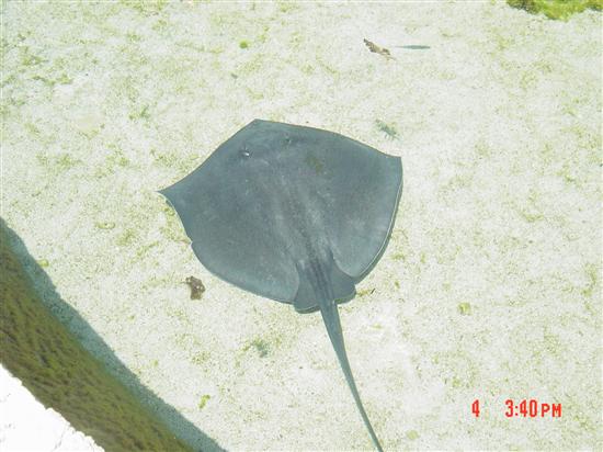 PATTYLAX