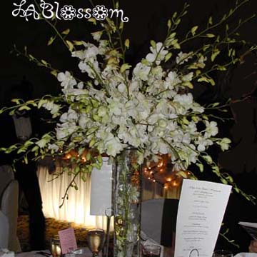 JmJBride