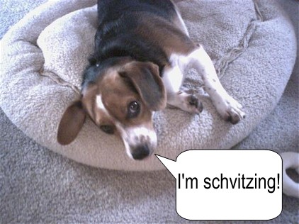 Goldi1021