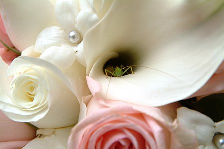 SummerBride06