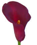 HenryAlba07