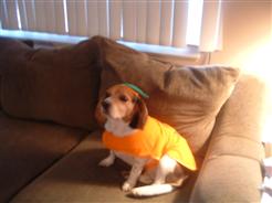 Regal Beagle