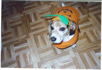 Regal Beagle