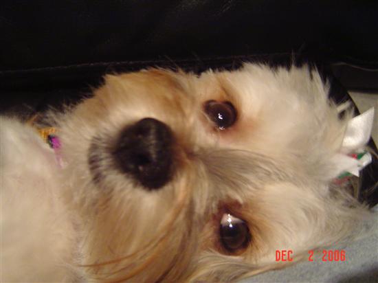 Angiebeeen