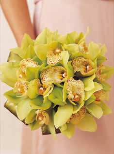 orchid24