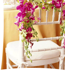 orchid24