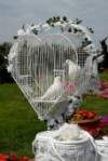WhiteWings NY Dove Releases